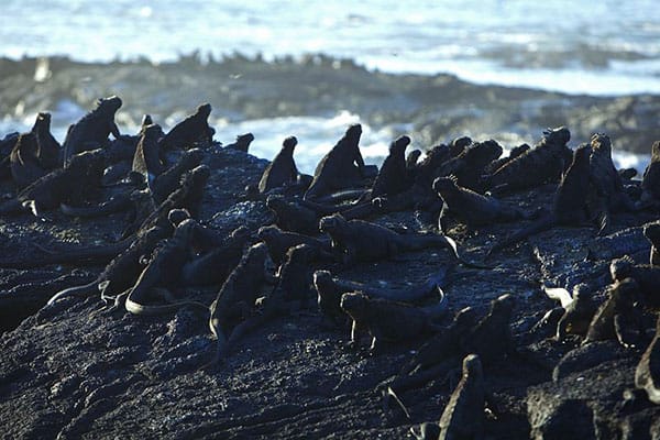 Equateur, iles Galapagos, skippers.ch