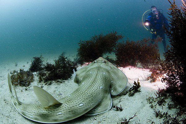 Rhinobatidés Dhofar croisière skippers.ch